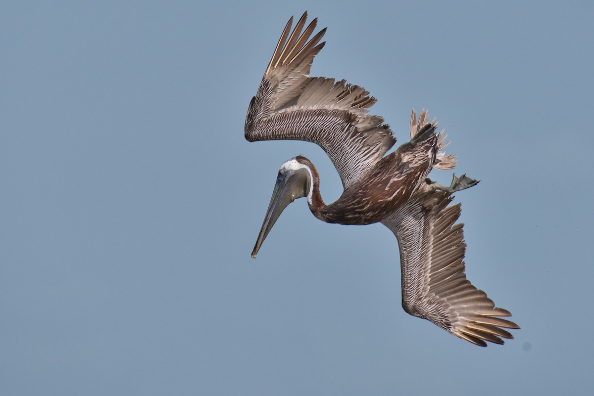 Brown Pelican - ML638424636