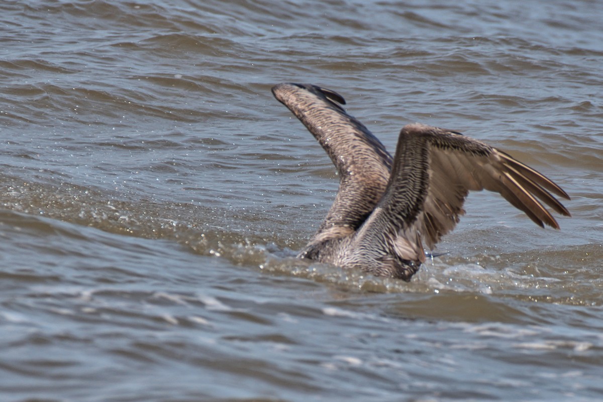 Brown Pelican - ML638424642