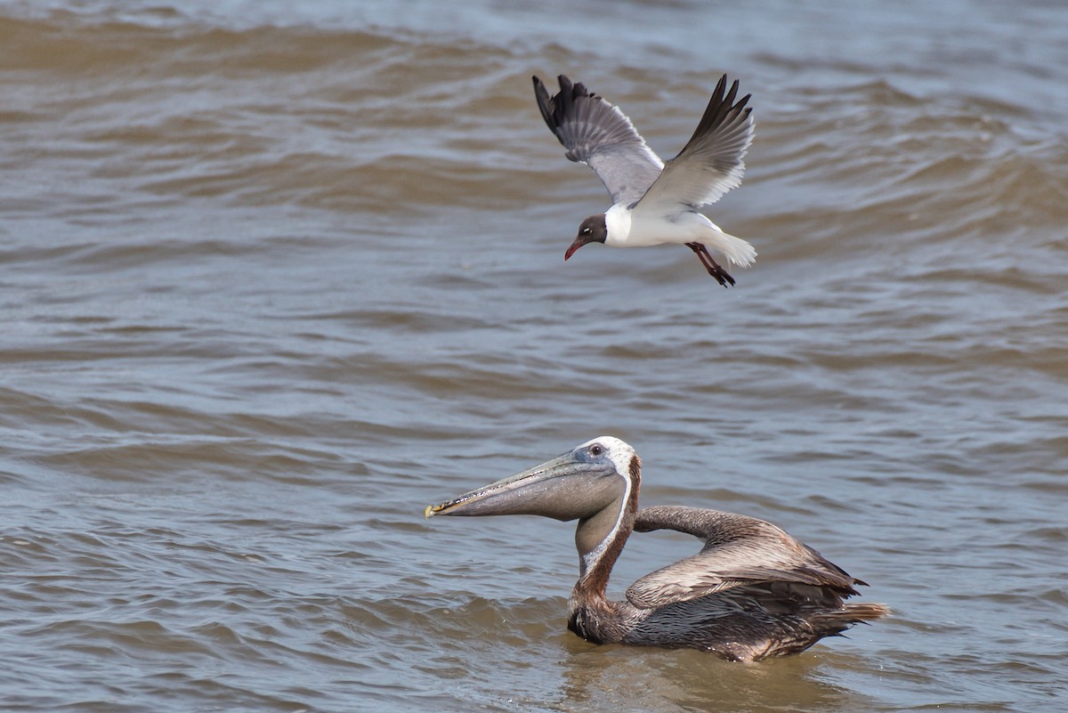 Brown Pelican - ML638424645