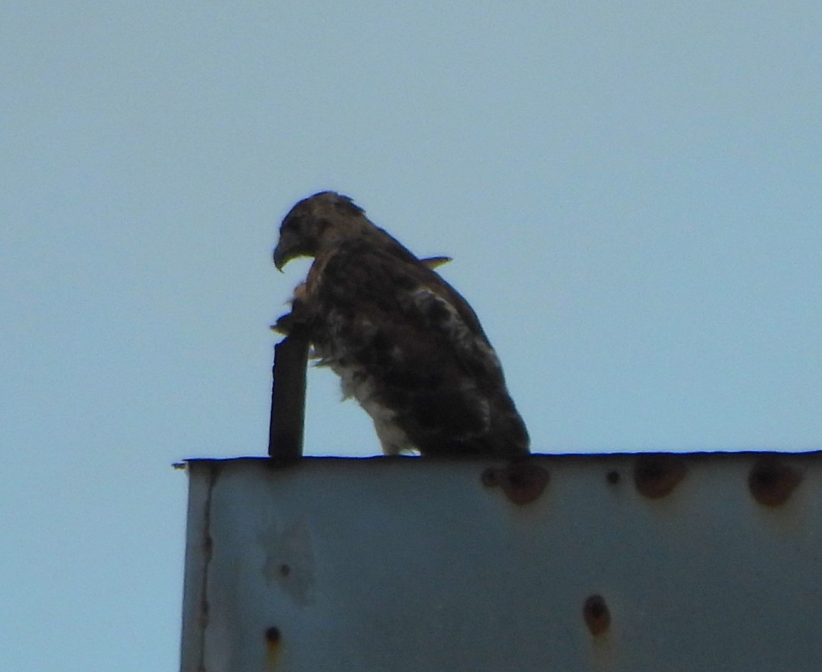 Red-tailed Hawk - ML638424685