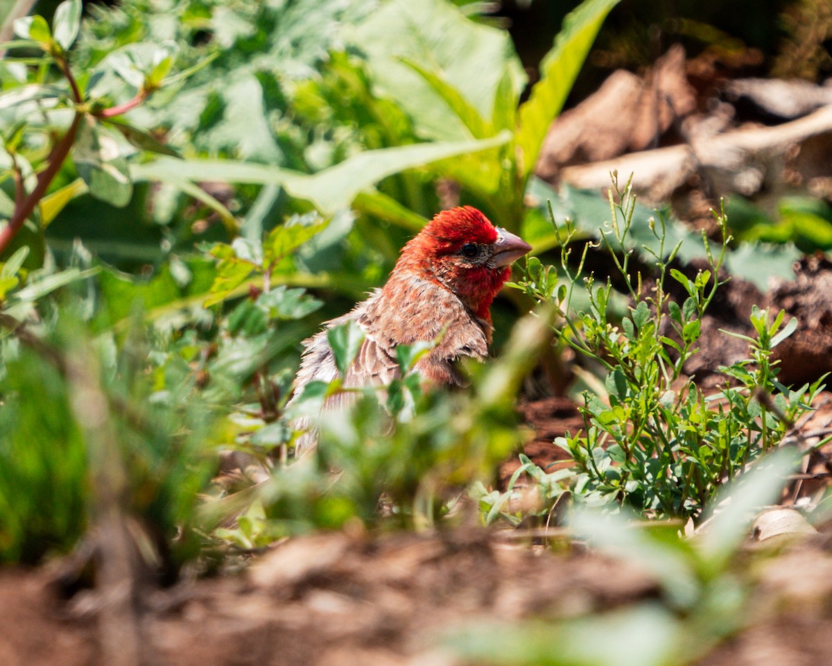 House Finch - ML638424716