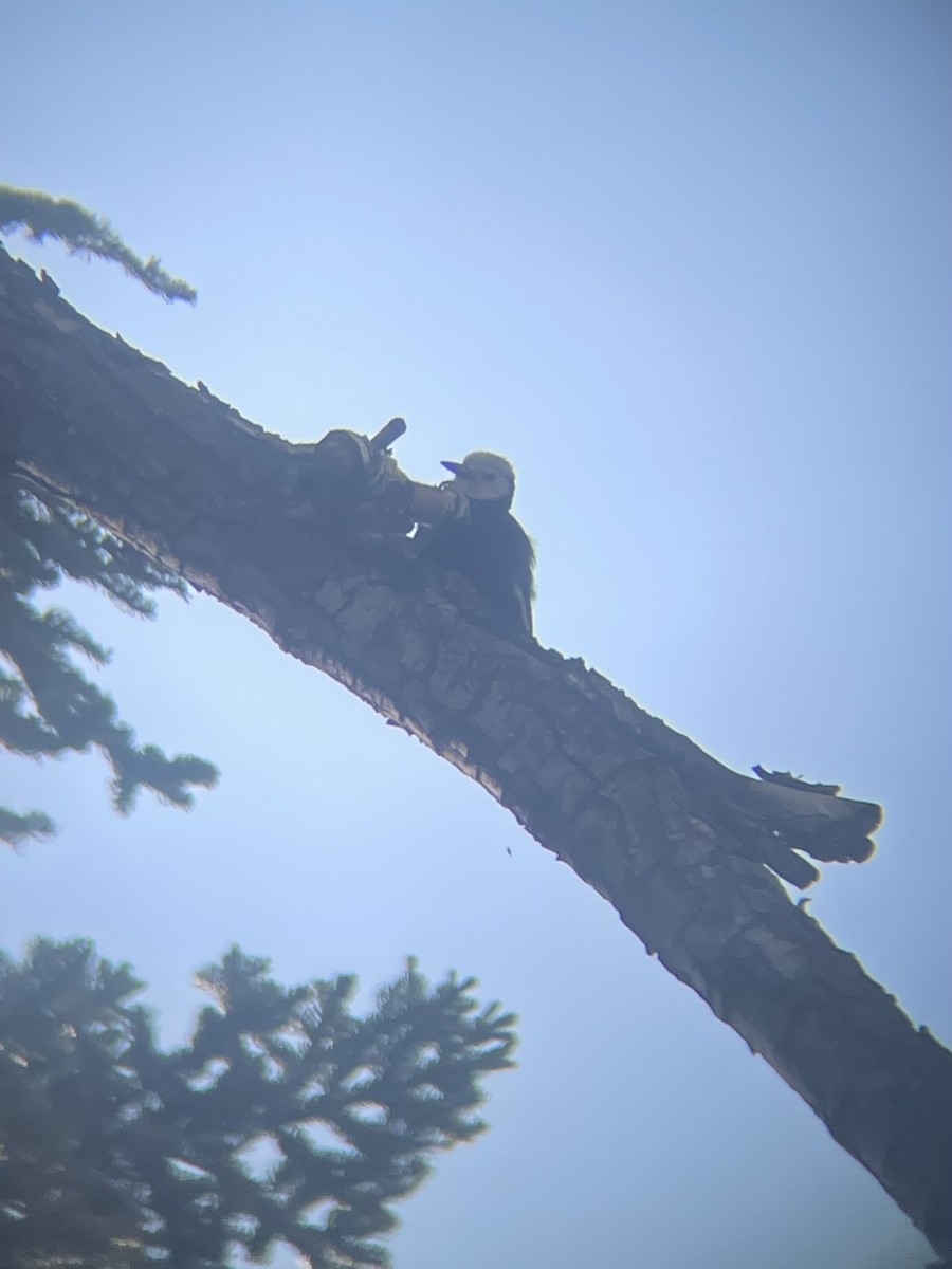 White-headed Woodpecker - ML638424718