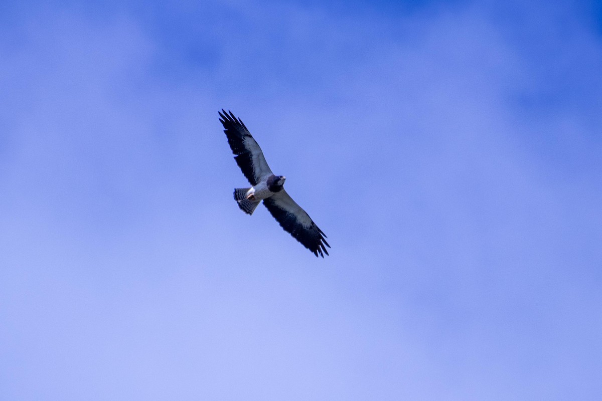 Swainson's Hawk - ML638424721