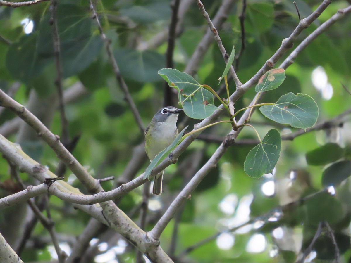 Blue-headed Vireo - ML638424727