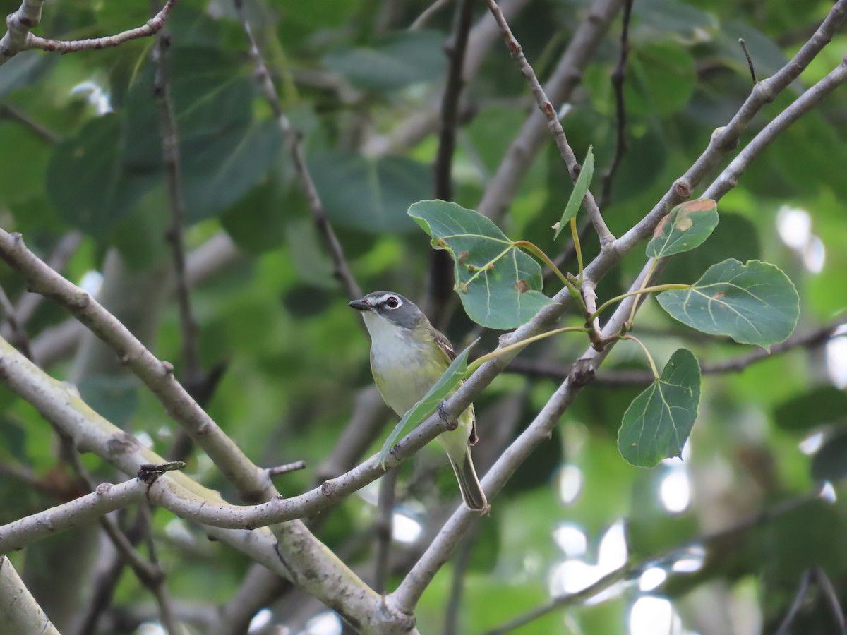 Blue-headed Vireo - ML638424728