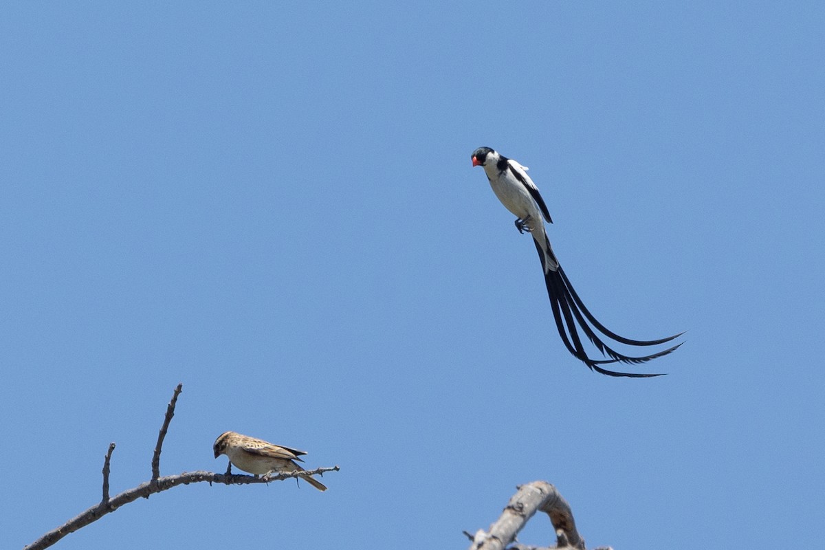 Pin-tailed Whydah - ML638424735