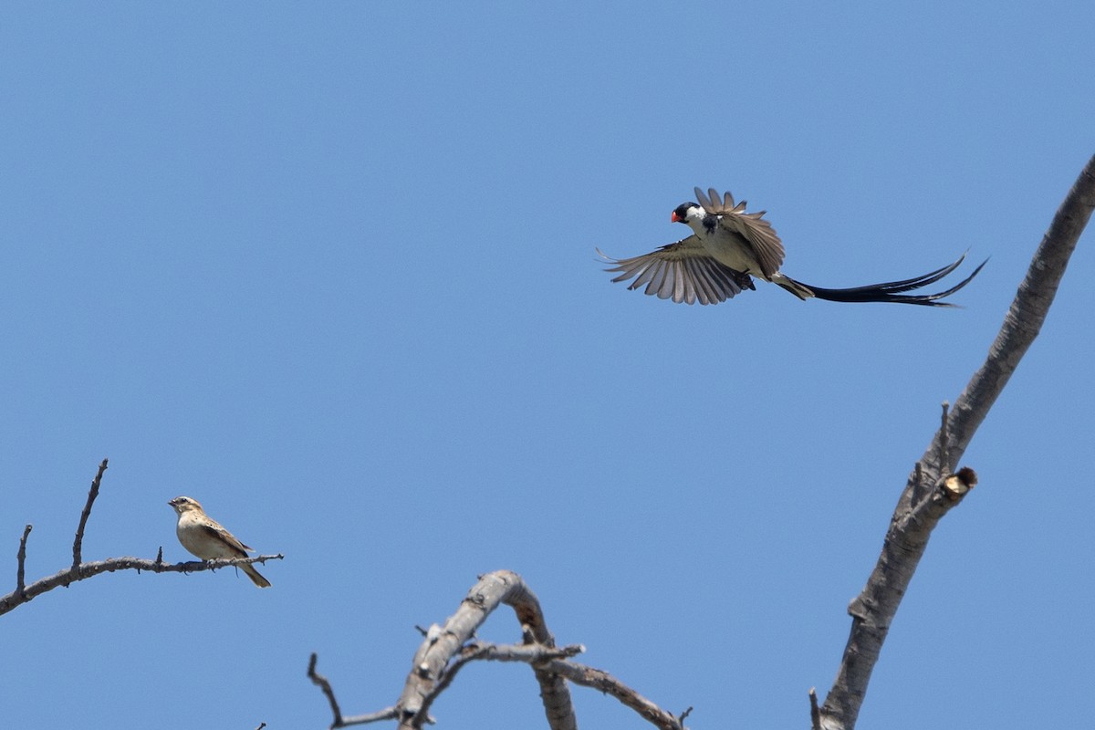 Pin-tailed Whydah - ML638424738