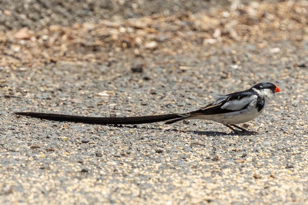Pin-tailed Whydah - ML638424739