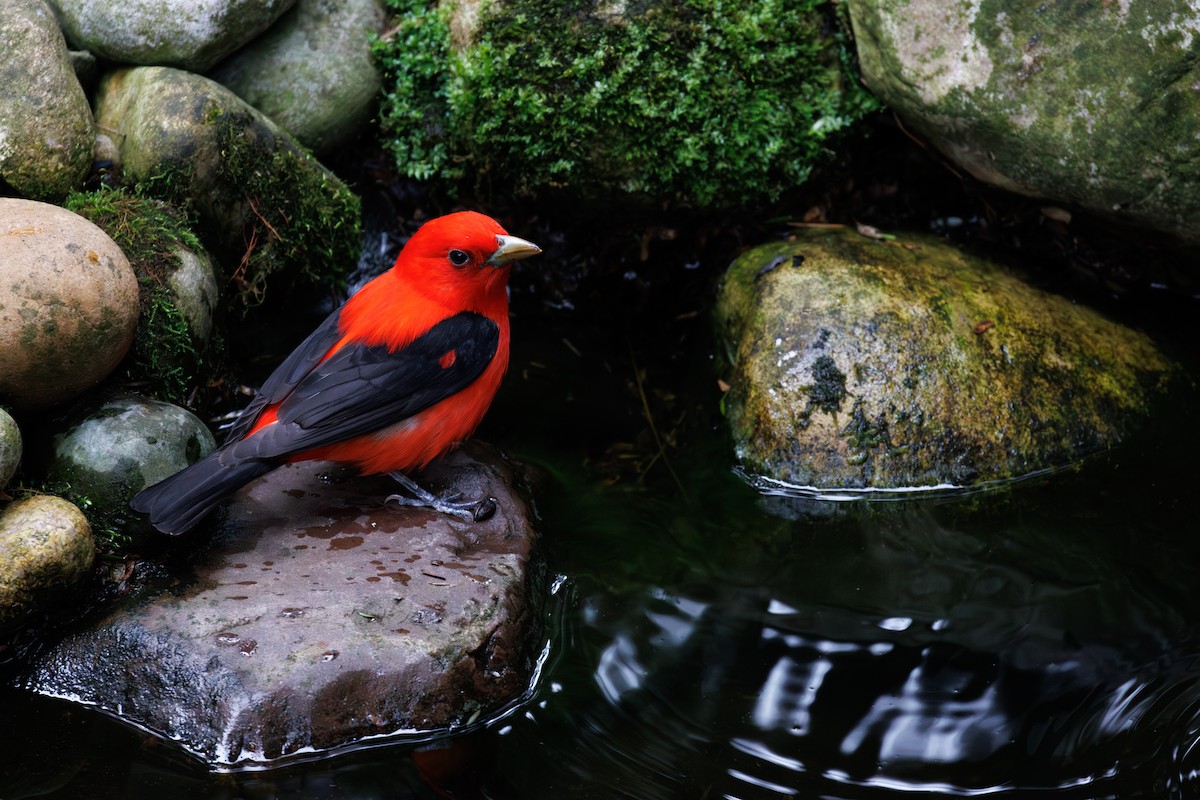 Scarlet Tanager - ML638424744