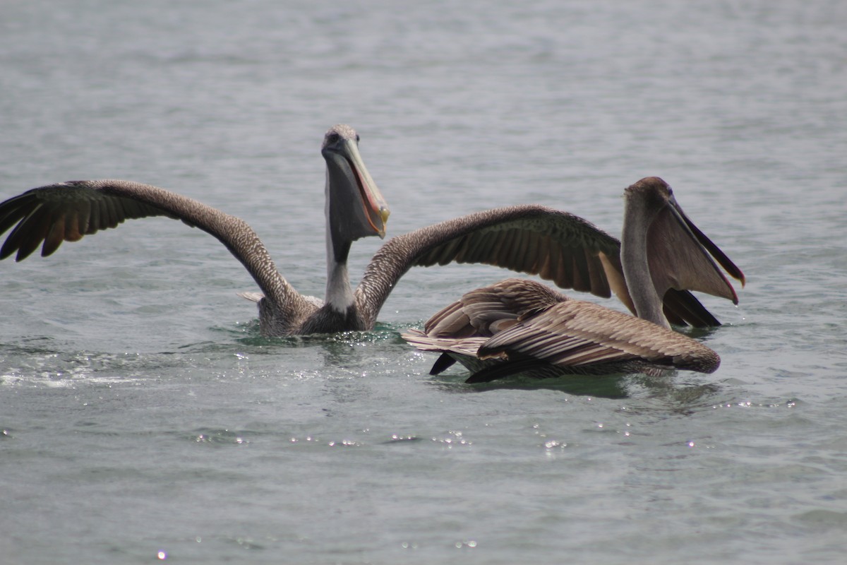 Brown Pelican - ML638424749