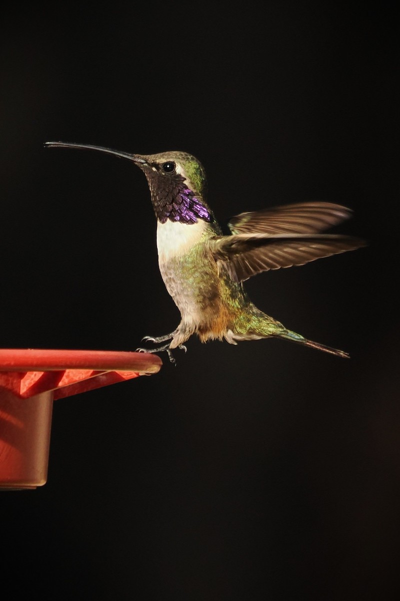 Lucifer Hummingbird - ML638424772