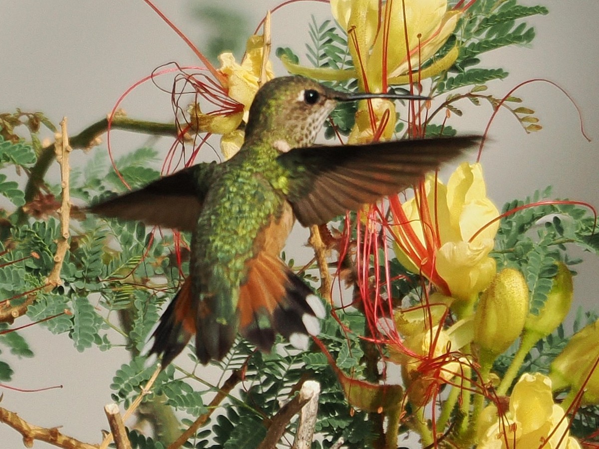 Rufous Hummingbird - ML638424776