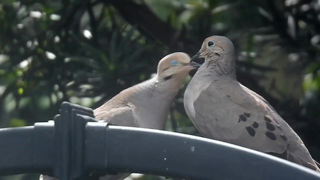 Mourning Dove - ML638424802