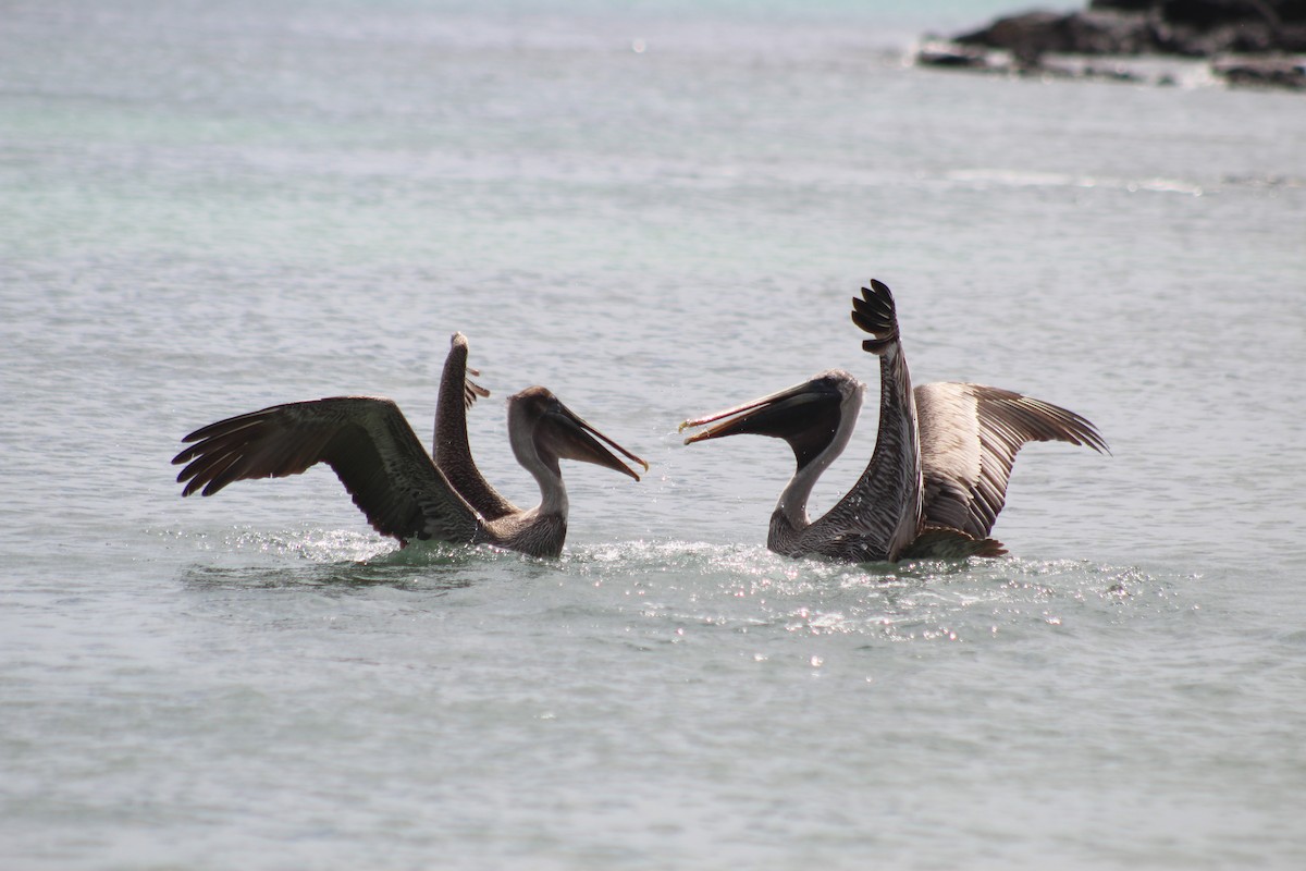 Brown Pelican - ML638424804
