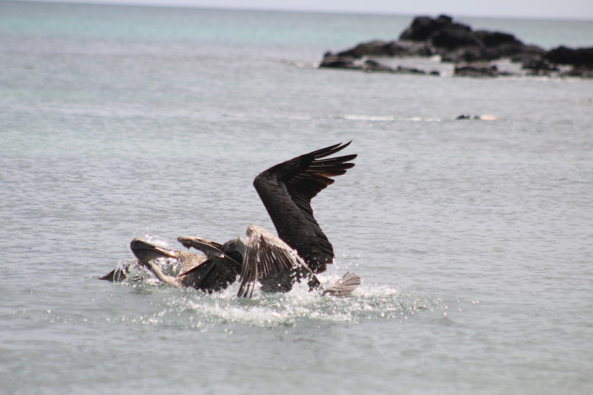 Brown Pelican - ML638424805