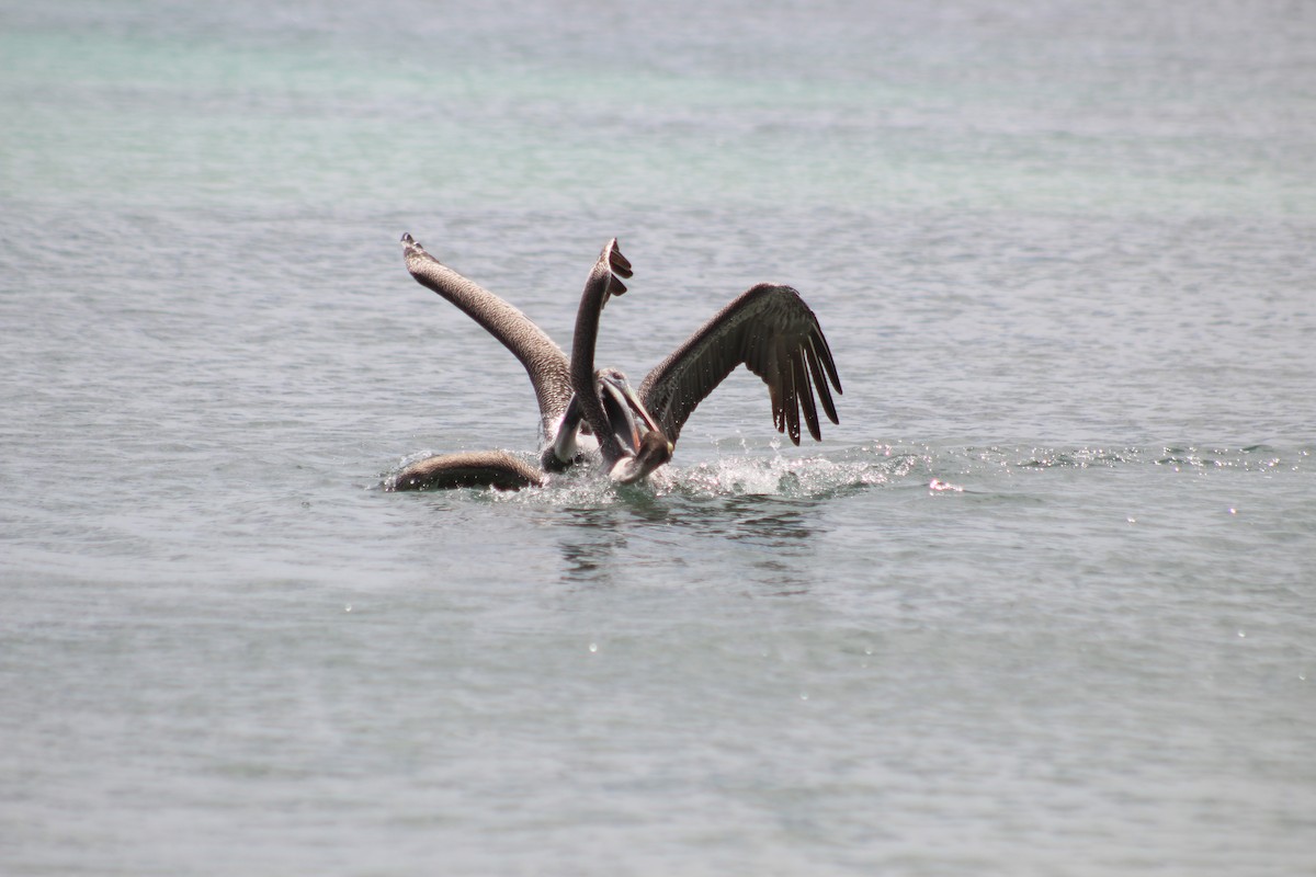 Brown Pelican - ML638424807