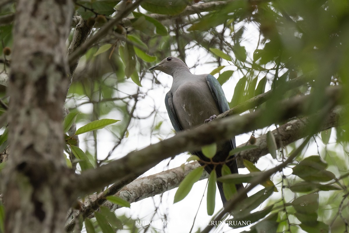 Green Imperial-Pigeon - ML638424808