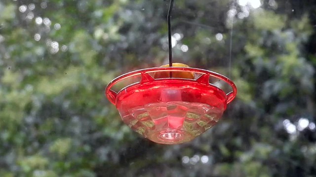 Prothonotary Warbler - ML638424809