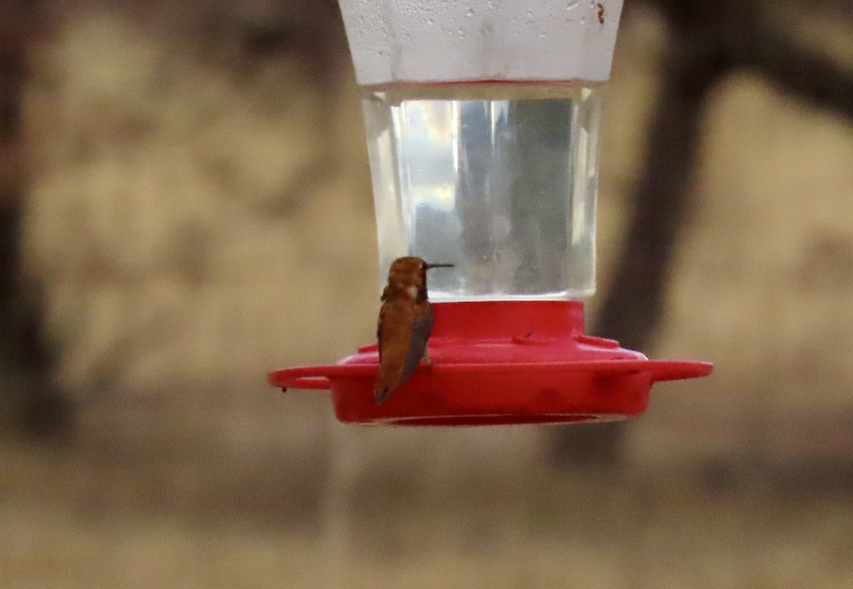 Rufous Hummingbird - ML638424814