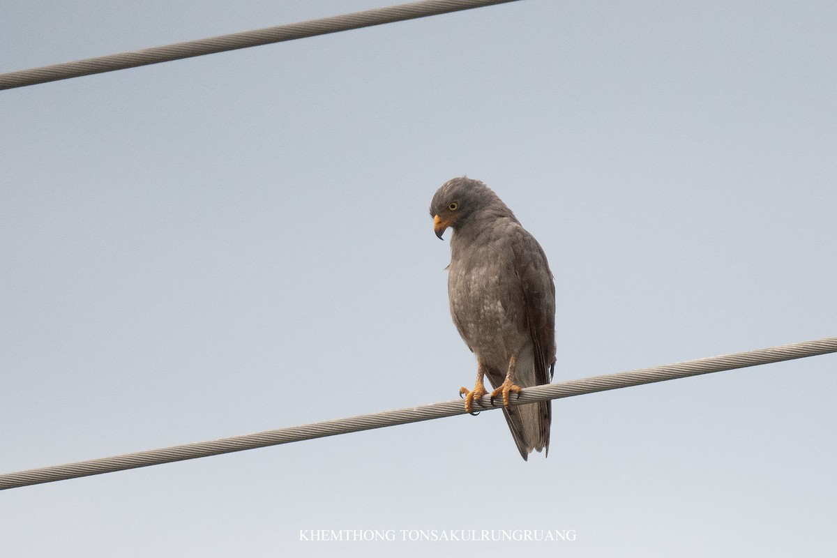 Rufous-winged Buzzard - ML638424822