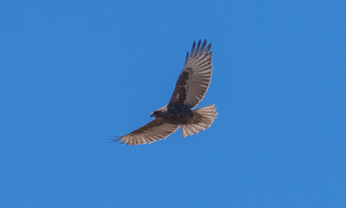 Hawaiian Hawk - ML638424835
