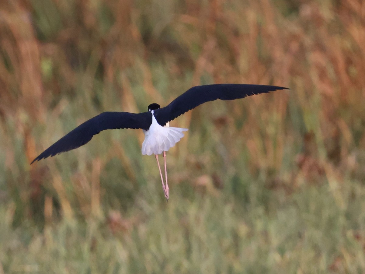Black-necked Stilt - ML638424836