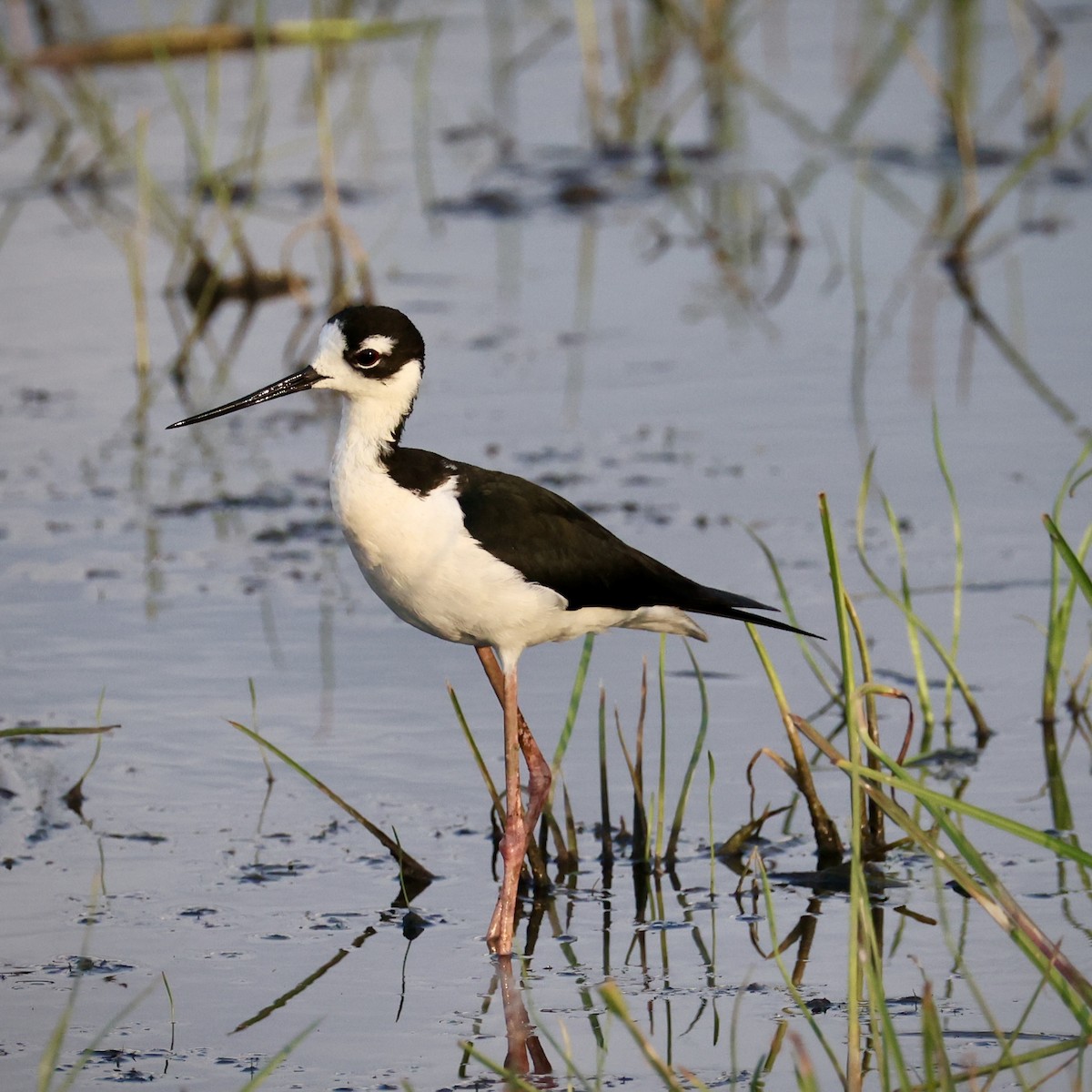 Black-necked Stilt - ML638424838