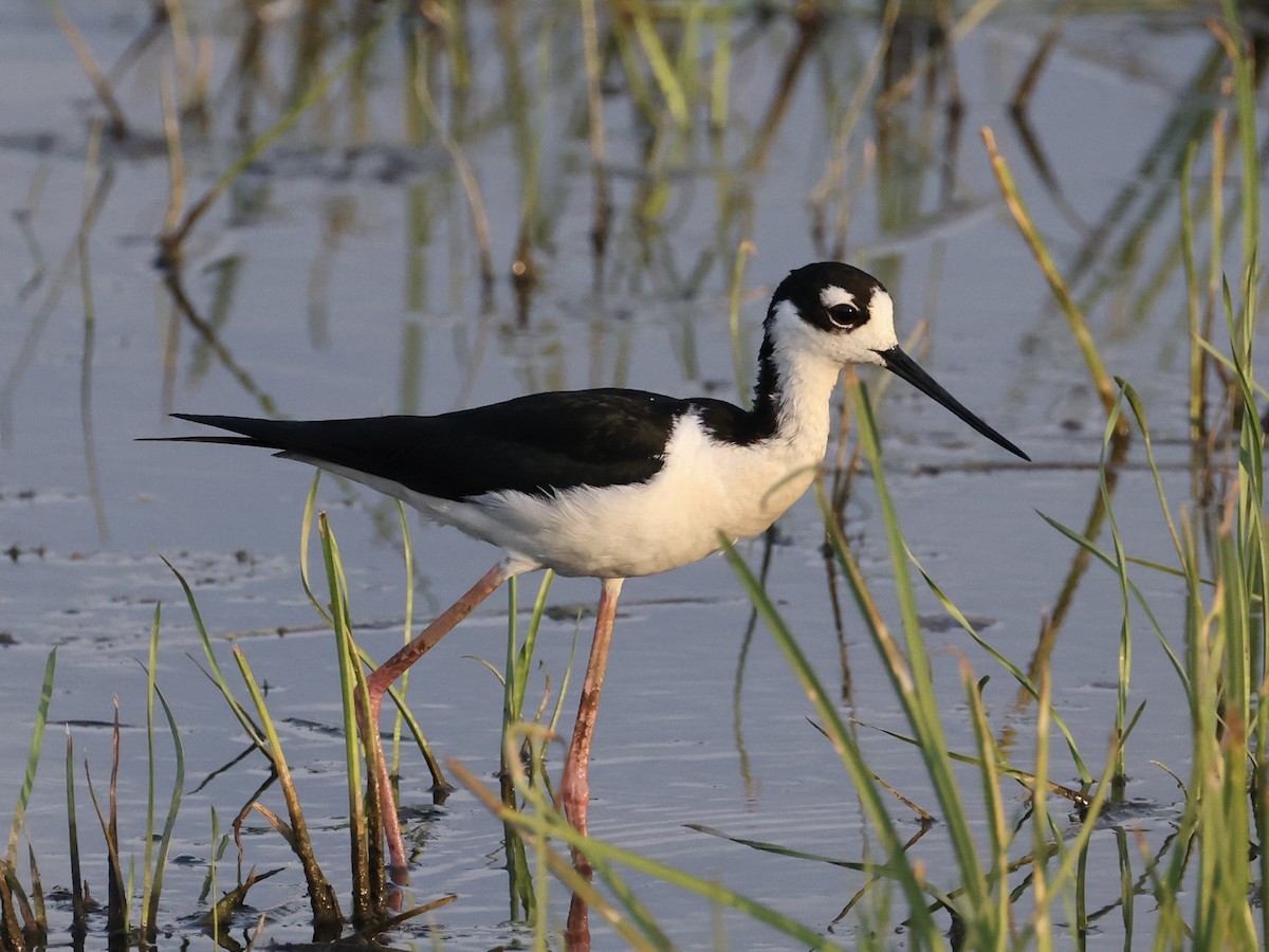 Black-necked Stilt - ML638424841
