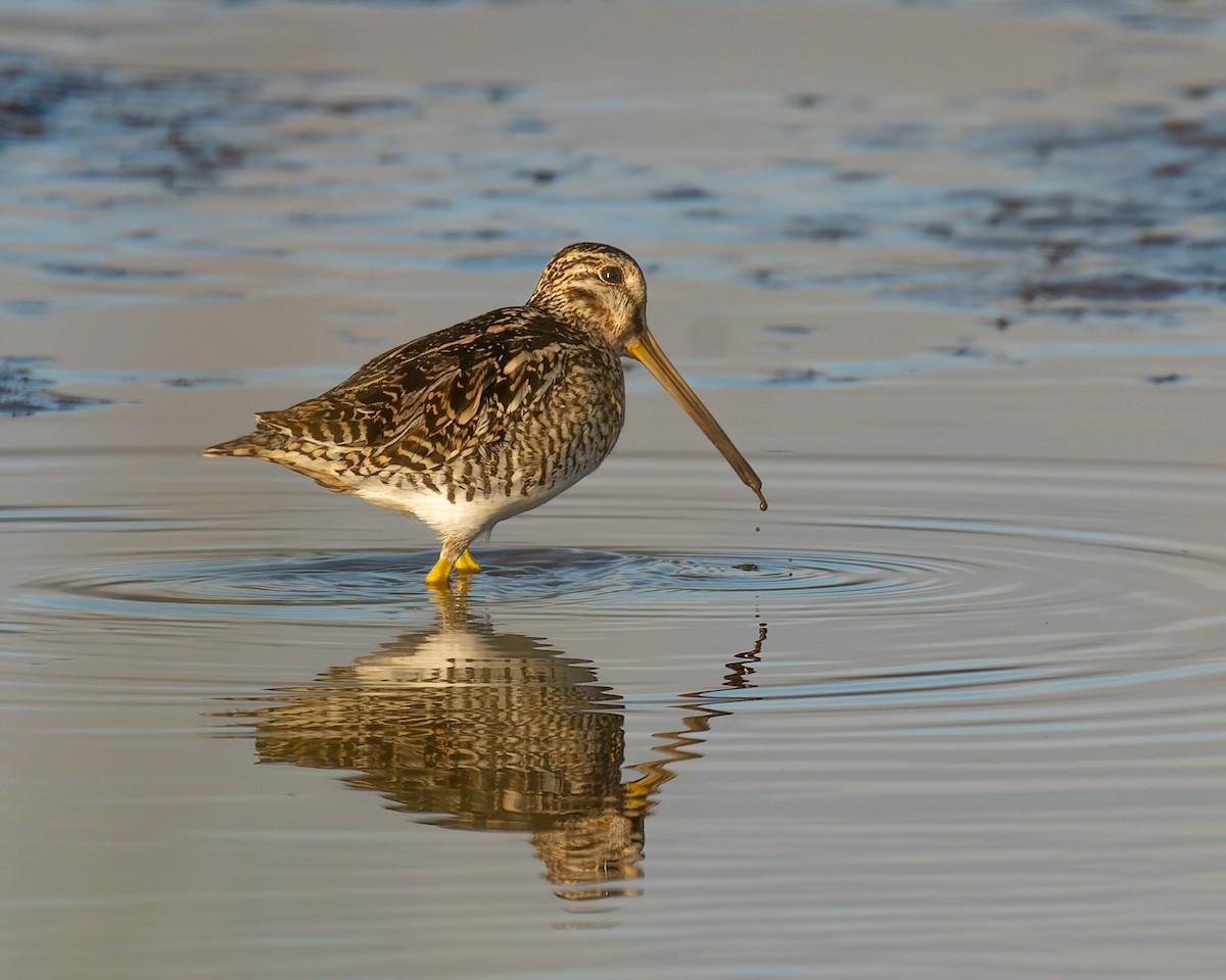Magellanic Snipe - ML638424857