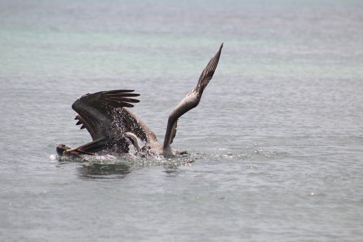 Brown Pelican - ML638424860