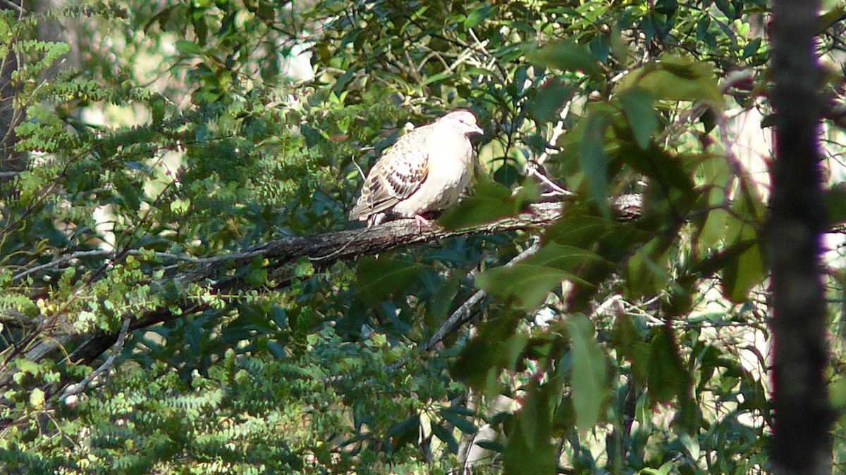 Common Bronzewing - ML638424878