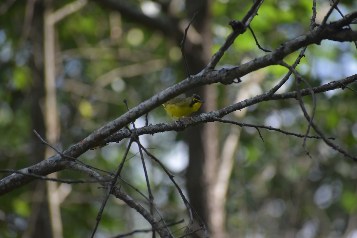 Kentucky Warbler - ML638424888