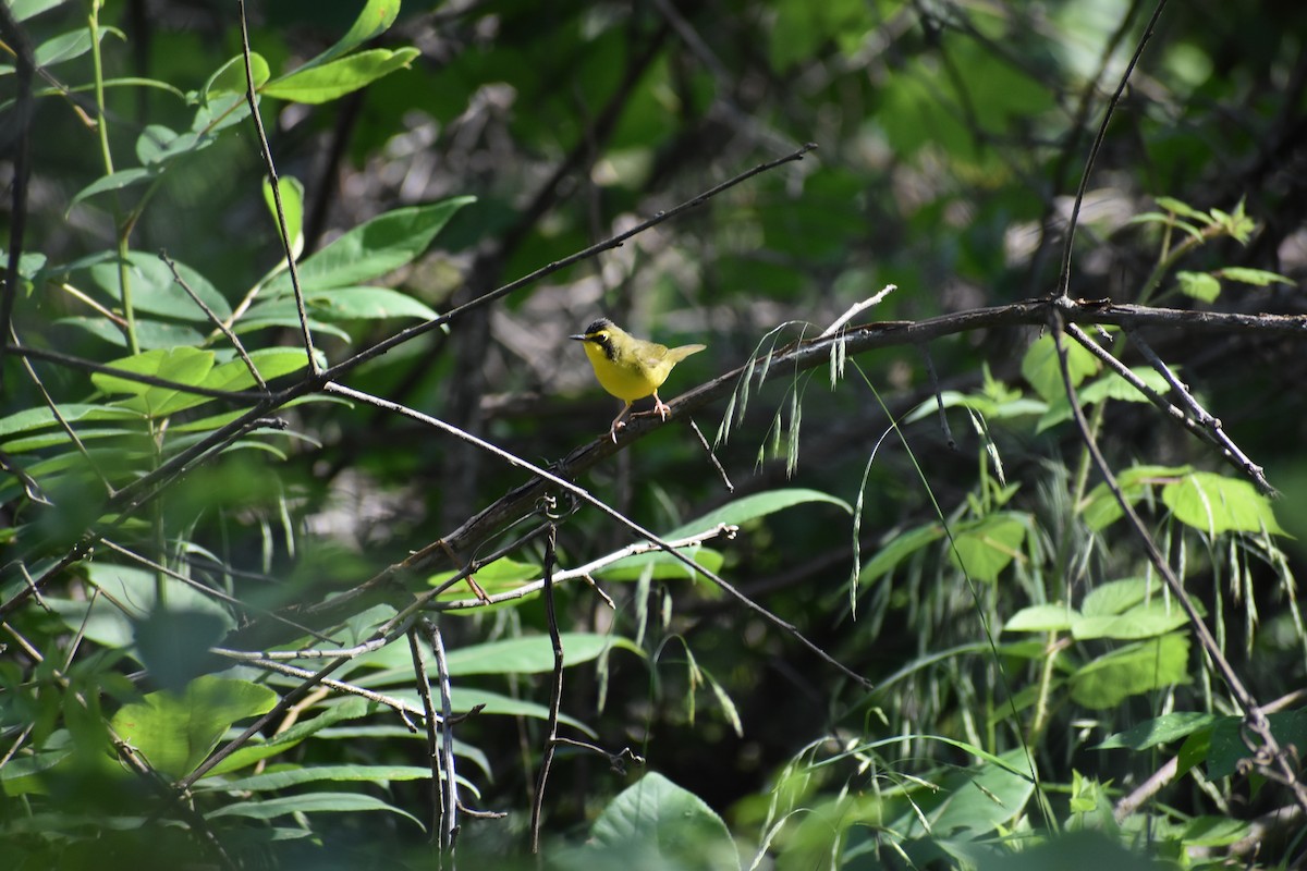 Kentucky Warbler - ML638424889
