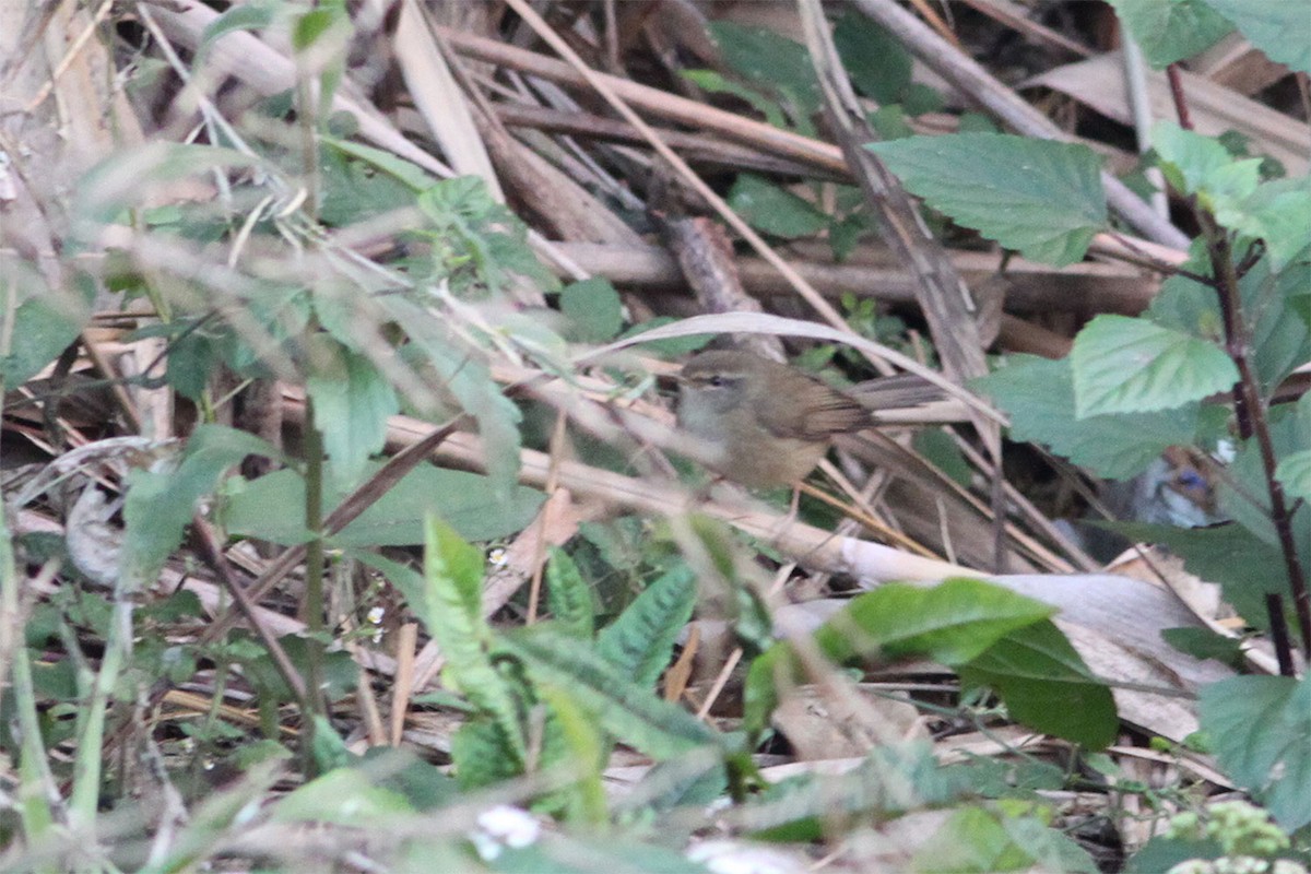 Aberrant Bush Warbler - ML638424965