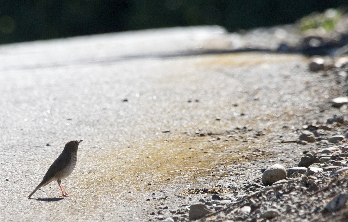 Swainson's Thrush (Russet-backed) - ML638424986