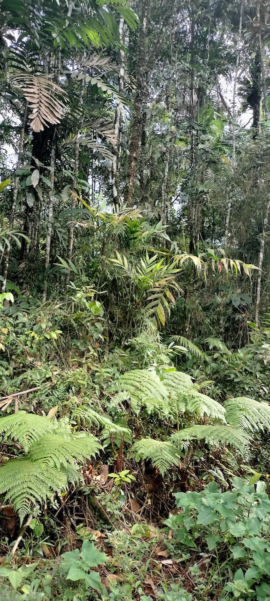 null - ML638425061