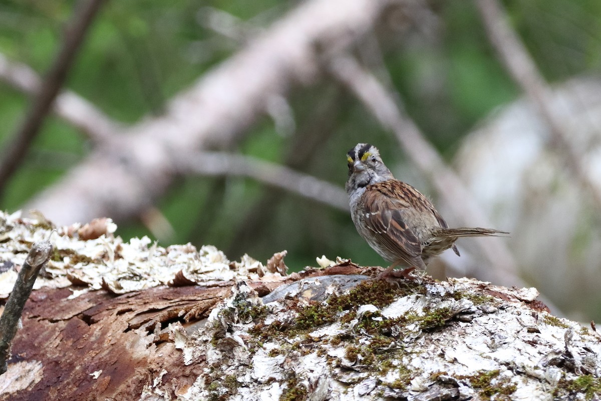 White-throated Sparrow - ML638425102