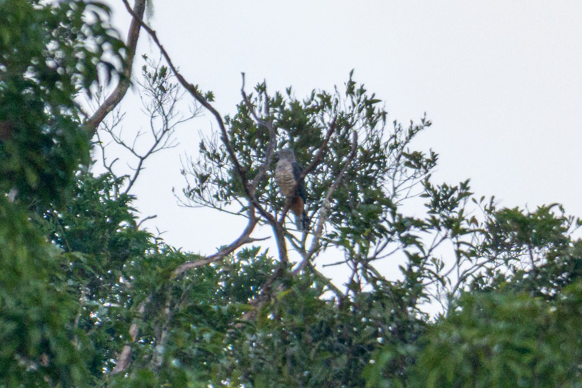 Pacific Baza - ML638425107
