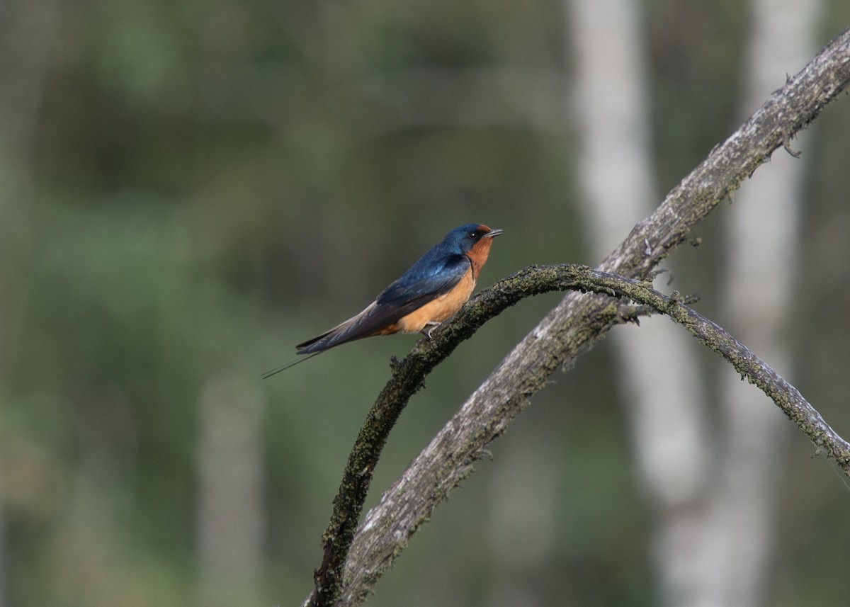 Barn Swallow - ML638425117