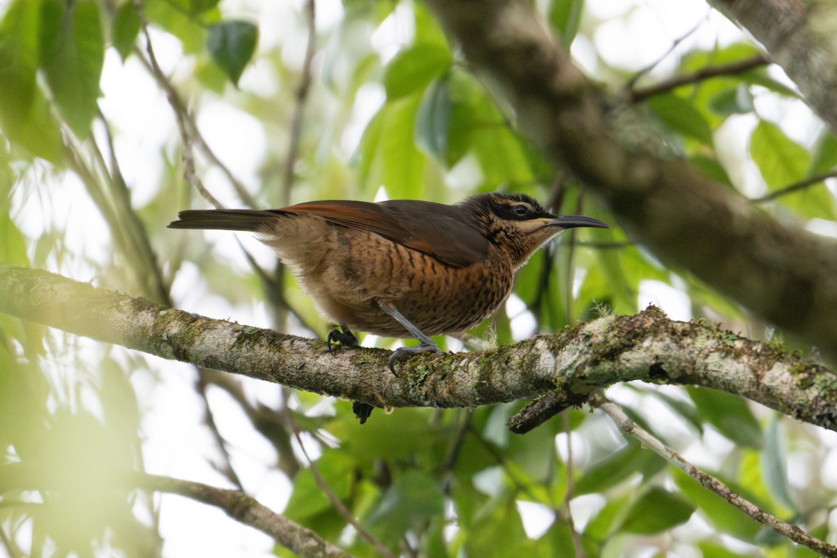Victoria's Riflebird - ML638425119