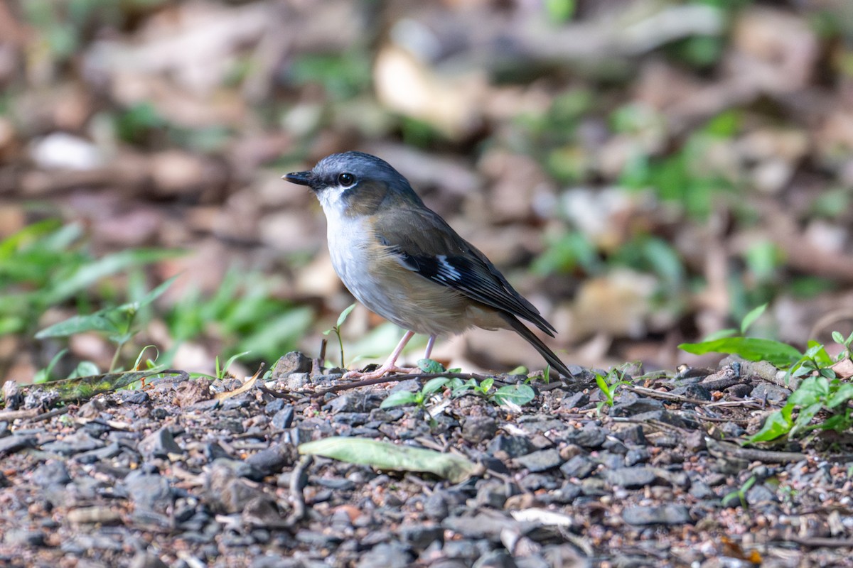 Gray-headed Robin - ML638425127