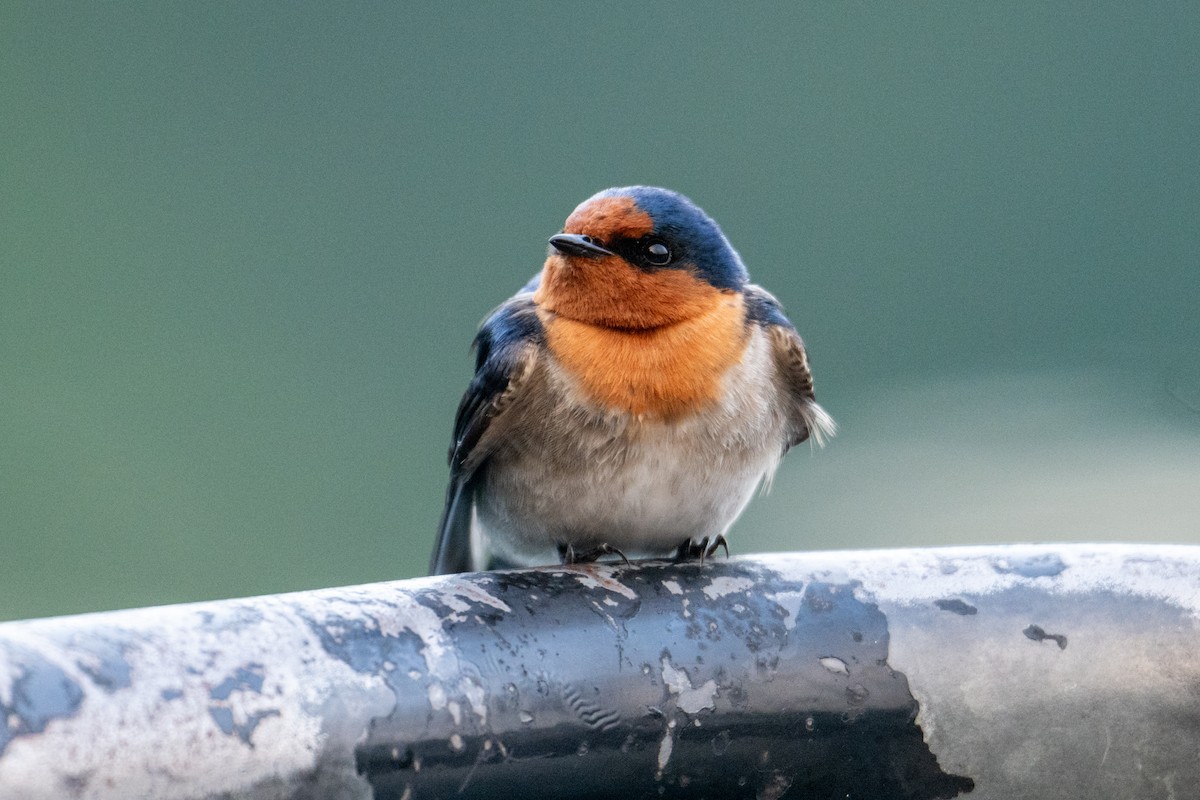 Welcome Swallow - ML638425144