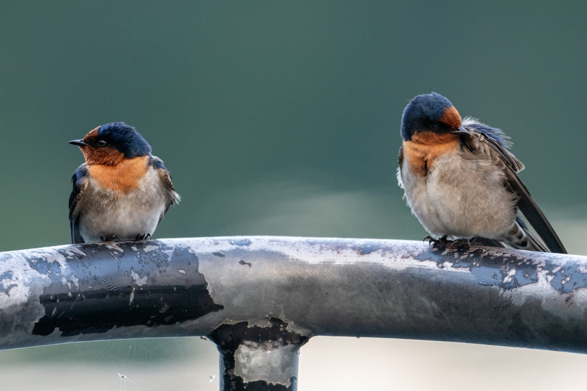 Welcome Swallow - ML638425145