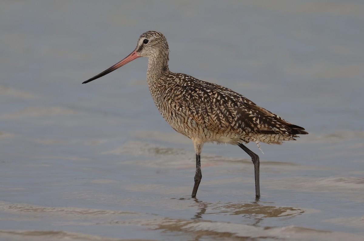 Marbled Godwit - ML638425158