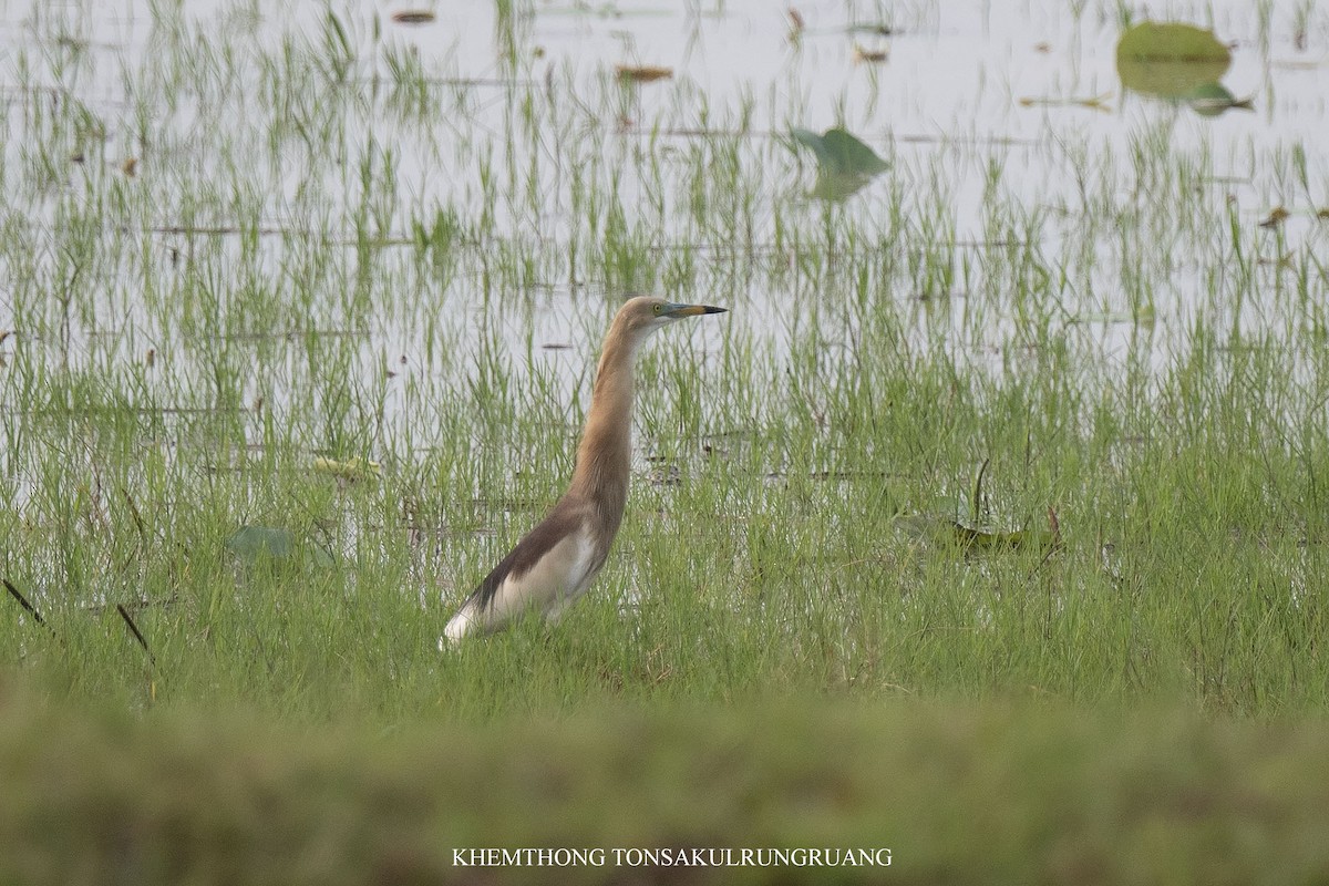 Indian Pond-Heron - ML638425167