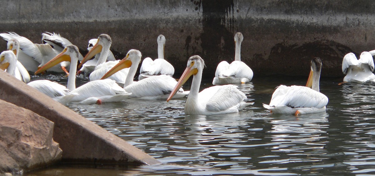 American White Pelican - ML638425172