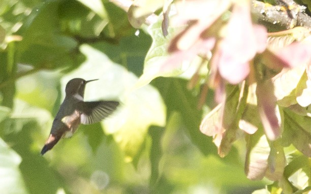 Rufous Hummingbird - ML638425209