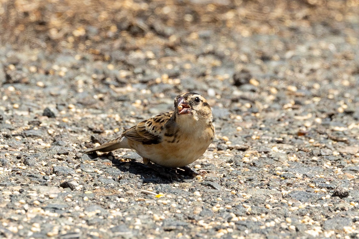 Pin-tailed Whydah - ML638425210