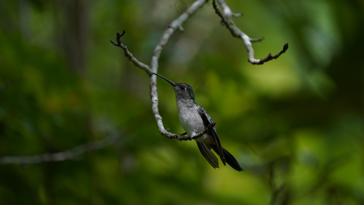 Wedge-tailed Sabrewing (Long-tailed) - ML638425268