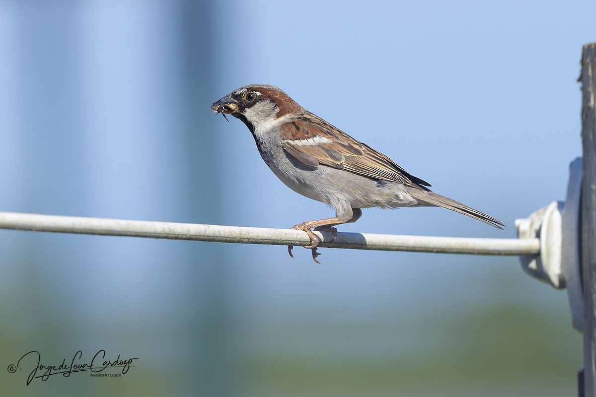Moineau domestique - ML638425280